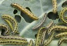Bibaringagarden-pests-and-diseases-6.jpg; ?>